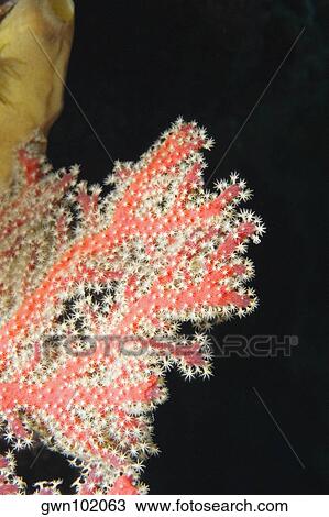 Gorgonian Sea Fan (Subergorgia Mollis) underwater, Palau View Large Photo Image Stock Image - Gorgonian Sea Fan (Subergorgia Mollis) underwater, Palau. Fotosearch