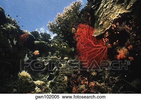 Gorgonian Sea Fan (Subergorgia mollis) underwater, Palau View Large Photo Image Stock Photography - Gorgonian Sea Fan (Subergorgia mollis) underwater, Palau. Fotosearch