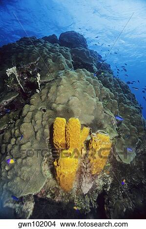 High angle view of Branching Tube Sponge (Pseudoceratina crassa) underwater, Cayman Islands View Large Photo Image Picture - High angle view of Branching Tube Sponge (Pseudoceratina crassa) underwater, Cayman Islands. Fotosearch