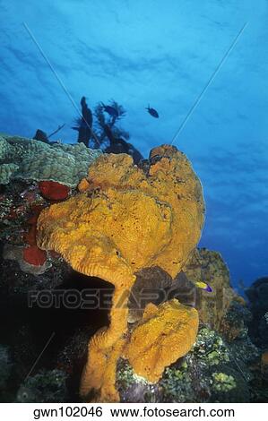 Orange Elephant Ear Sponge underwater (Agelas clathrodes), Cayman Islands, West Indies View Large Photo Image Stock Photograph - Orange Elephant Ear Sponge underwater (Agelas clathrodes), Cayman Islands, West Indies. Fotosearch