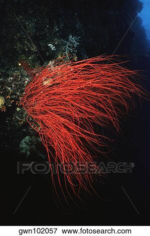 Stock Photo - Red Whip Coral underwater, Palau. Fotosearch