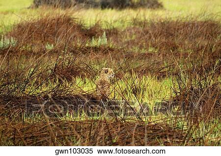 Stock Photography - Cheetah (Acinonyx jubatus) sitting in a forest, Okavango Delta, Botswana. Fotosearch