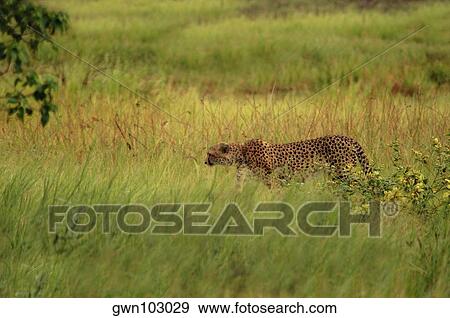 Cheetah (Acinonyx jubatus) standing in a forest, Okavango Delta, Botswana View Large Photo Image Stock Photo - Cheetah (Acinonyx jubatus) standing in a forest, Okavango Delta, Botswana. Fotosearch