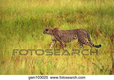 Cheetah (Acinonyx jubatus) standing in a forest, Okavango Delta, Botswana View Large Photo Image Stock Photography - Cheetah (Acinonyx jubatus) standing in a forest, Okavango Delta, Botswana. Fotosearch