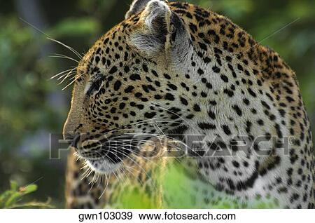 Stock Photo - Close-up of a female leopard (Panthera pardus) in a forest, Motswari Game Reserve, Timbavati Private Game Reserve, Kruger National Park, Limpopo, South Africa. Fotosearch