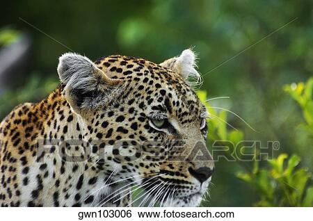 Stock Photograph - Close-up of a female leopard (Panthera pardus) in a forest, Motswari Game Reserve, Timbavati Private Game Reserve, Kruger National Park, Limpopo, South Africa. Fotosearch