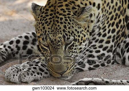 Close-up of a leopard (Panthera pardus) resting in a forest, Motswari Game Reserve, Timbavati Private Game Reserve, Kruger National Park, Limpopo, South Africa View Large Photo Image Picture - Close-up of a leopard (Panthera pardus) resting in a forest, Motswari Game Reserve, Timbavati Private Game Reserve, Kruger National Park, Limpopo, South Africa. Fotosearch