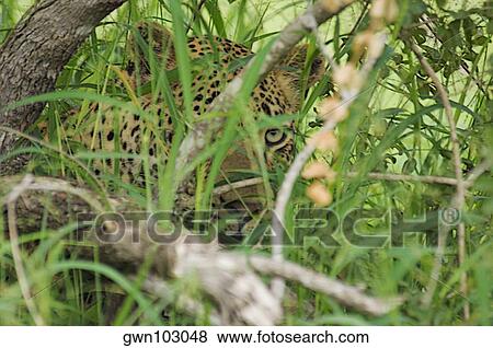 Stock Photo - Close-up of a leopard (Panthera pardus) in a forest, Motswari Game Reserve, Timbavati Private Game Reserve, Kruger National Park, Limpopo, South Africa. Fotosearch