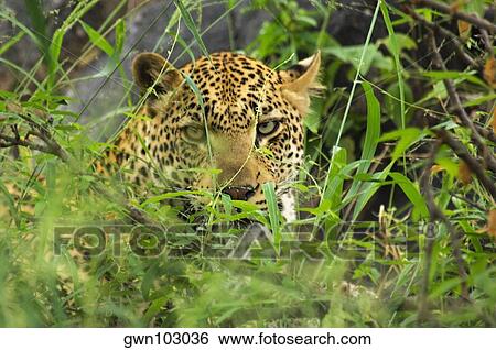 Close-up of a leopard (Panthera pardus) in a forest, Motswari Game Reserve, Timbavati Private Game Reserve, Kruger National Park, Limpopo, South Africa View Large Photo Image Stock Photograph - Close-up of a leopard (Panthera pardus) in a forest, Motswari Game Reserve, Timbavati Private Game Reserve, Kruger National Park, Limpopo, South Africa. Fotosearch