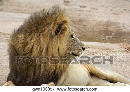 Stock Photo - Close-up of a lion (Panthera leo) in a forest, Motswari Game Reserve, Timbavati Private Game Reserve, Kruger National Park, Limpopo, South Africa. Fotosearch