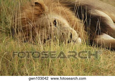 Close-up of a lion (Panthera leo) lying in a forest, Okavango Delta, Botswana View Large Photo Image Stock Image - Close-up of a lion (Panthera leo) lying in a forest, Okavango Delta, Botswana. Fotosearch