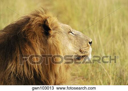 Close-up of a lion (Panthera leo), Okavango Delta, Botswana View Large Photo Image Stock Image - Close-up of a lion (Panthera leo), Okavango Delta, Botswana. Fotosearch