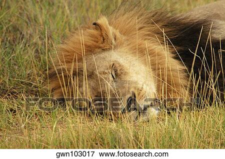 Close-up of a lion (Panthera leo) having a catnap in a forest, Okavango Delta, Botswana View Large Photo Image Stock Photo - Close-up of a lion (Panthera leo) having a catnap in a forest, Okavango Delta, Botswana. Fotosearch