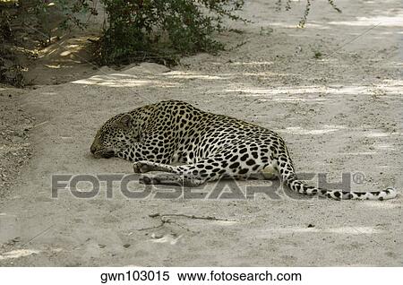 Leopard (Panthera pardus) resting in a forest, Motswari Game Reserve, Timbavati Private Game Reserve, Kruger National Park, Limpopo, South Africa View Large Photo Image Stock Photography - Leopard (Panthera pardus) resting in a forest, Motswari Game Reserve, Timbavati Private Game Reserve, Kruger National Park, Limpopo, South Africa. Fotosearch
