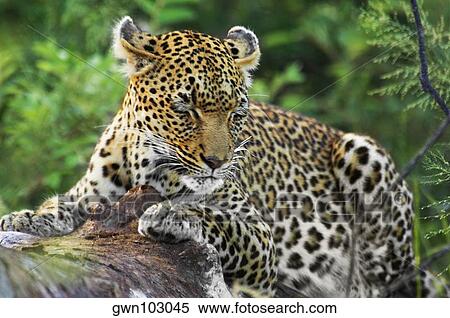 Leopard (Panthera pardus) resting on a tree in a forest, Motswari Game Reserve, Timbavati Private Game Reserve, Kruger National Park, Limpopo, South Africa View Large Photo Image Stock Photography - Leopard (Panthera pardus) resting on a tree in a forest, Motswari Game Reserve, Timbavati Private Game Reserve, Kruger National Park, Limpopo, South Africa. Fotosearch