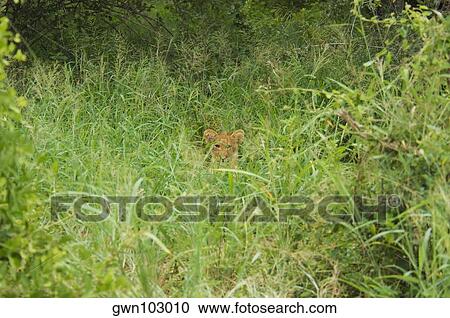 Lion (Panthera leo) cub in a forest, Motswari Game Reserve, Timbavati Private Game Reserve, Kruger National Park, Limpopo, South Africa View Large Photo Image Stock Image - Lion (Panthera leo) cub in a forest, Motswari Game Reserve, Timbavati Private Game Reserve, Kruger National Park, Limpopo, South Africa. Fotosearch