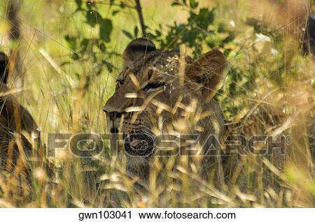 Lion (Panthera leo) cub in a forest, Makalali Private Game Reserve, Limpopo, South Africa View Large Photo Image Stock Image - Lion (Panthera leo) cub in a forest, Makalali Private Game Reserve, Limpopo, South Africa. Fotosearch