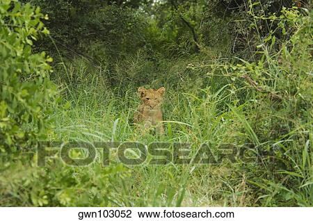 Lion (Panthera leo) cub in a forest, Motswari Game Reserve, Timbavati Private Game Reserve, Kruger National Park, Limpopo, South Africa View Large Photo Image Stock Image - Lion (Panthera leo) cub in a forest, Motswari Game Reserve, Timbavati Private Game Reserve, Kruger National Park, Limpopo, South Africa. Fotosearch