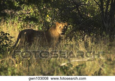 Lion (Panthera leo) in a forest, Makalali Private Game Reserve, Kruger National Park, Limpopo, South Africa View Large Photo Image Stock Photo - Lion (Panthera leo) in a forest, Makalali Private Game Reserve, Kruger National Park, Limpopo, South Africa. Fotosearch
