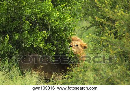 Lion (Panthera leo) in a forest, Motswari Game Reserve, Timbavati Private Game Reserve, Kruger National Park, Limpopo, South Africa View Large Photo Image Stock Photograph - Lion (Panthera leo) in a forest, Motswari Game Reserve, Timbavati Private Game Reserve, Kruger National Park, Limpopo, South Africa. Fotosearch