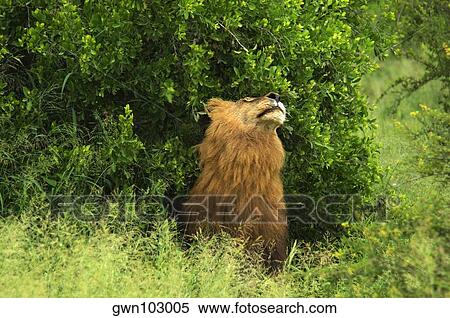 Lion (Panthera leo) in a forest, Motswari Game Reserve, Timbavati Private Game Reserve, Kruger National Park, Limpopo, South Africa View Large Photo Image Stock Photography - Lion (Panthera leo) in a forest, Motswari Game Reserve, Timbavati Private Game Reserve, Kruger National Park, Limpopo, South Africa. Fotosearch