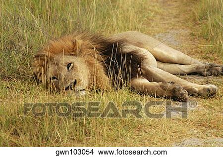 Lion (Panthera leo) lying in a path, Okavango Delta, Botswana View Large Photo Image Picture - Lion (Panthera leo) lying in a path, Okavango Delta, Botswana. Fotosearch