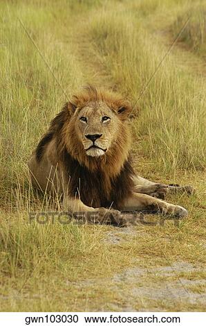 Lion (Panthera leo) sitting in a path, Okavango Delta, Botswana View Large Photo Image Stock Image - Lion (Panthera leo) sitting in a path, Okavango Delta, Botswana. Fotosearch