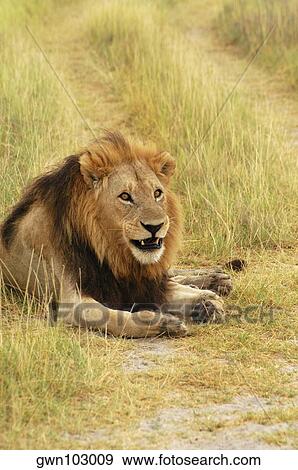 Lion (Panthera leo) sitting in a path, Okavango Delta, Botswana View Large Photo Image Stock Photo - Lion (Panthera leo) sitting in a path, Okavango Delta, Botswana. Fotosearch