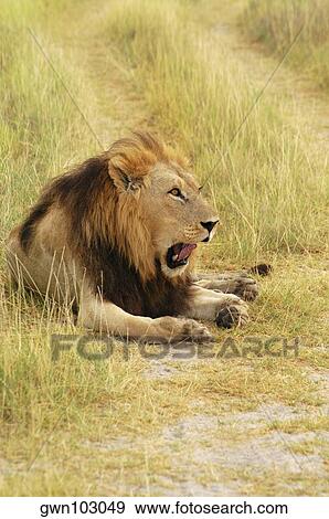 Lion (Panthera leo) sitting in a path and yawning, Okavango Delta, Botswana View Large Photo Image Stock Photo - Lion (Panthera leo) sitting in a path and yawning, Okavango Delta, Botswana. Fotosearch