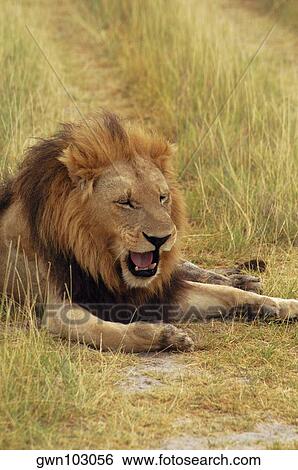 Lion (Panthera leo) sitting in a path and yawning, Okavango Delta, Botswana View Large Photo Image Stock Photograph - Lion (Panthera leo) sitting in a path and yawning, Okavango Delta, Botswana. Fotosearch
