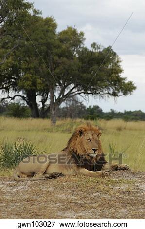 Lion (Panthera leo) sitting in a forest, Okavango Delta, Botswana View Large Photo Image Stock Photo - Lion (Panthera leo) sitting in a forest, Okavango Delta, Botswana. Fotosearch