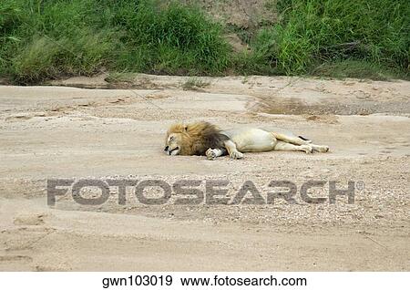 Lion (Panthera leo) sleeping in a forest, Motswari Game Reserve, Timbavati Private Game Reserve, Kruger National Park, Limpopo, South Africa View Large Photo Image Stock Photo - Lion (Panthera leo) sleeping in a forest, Motswari Game Reserve, Timbavati Private Game Reserve, Kruger National Park, Limpopo, South Africa. Fotosearch