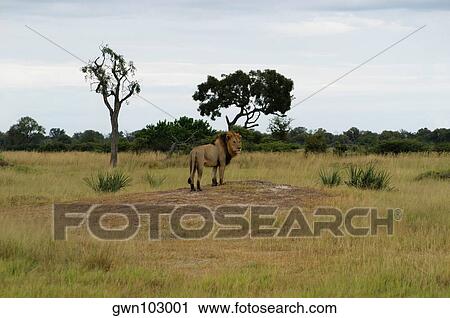 Lion (Panthera leo) standing in a forest, Okavango Delta, Botswana View Large Photo Image Stock Image - Lion (Panthera leo) standing in a forest, Okavango Delta, Botswana. Fotosearch