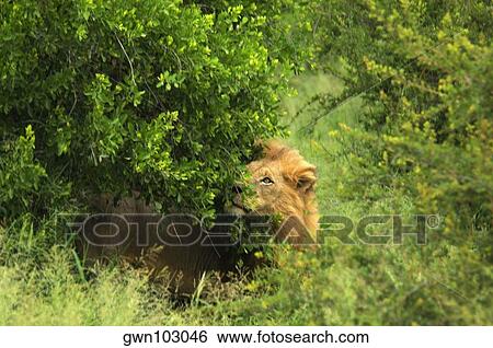 Lion (Panthera leo) standing in a forest, Motswari Game Reserve, Timbavati Private Game Reserve, Kruger National Park, Limpopo, South Africa View Large Photo Image Stock Photograph - Lion (Panthera leo) standing in a forest, Motswari Game Reserve, Timbavati Private Game Reserve, Kruger National Park, Limpopo, South Africa. Fotosearch