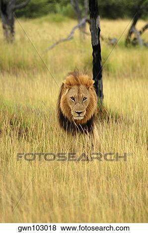 Stock Photo - Lion (Panthera leo) walking in a forest, Okavango Delta, Botswana. Fotosearch