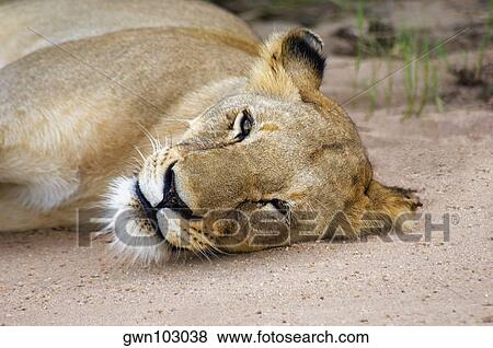 Stock Photo - Lioness (Panthera leo) resting in a forest, Motswari Game Reserve, Timbavati Private Game Reserve, Kruger National Park, Limpopo, South Africa. Fotosearch