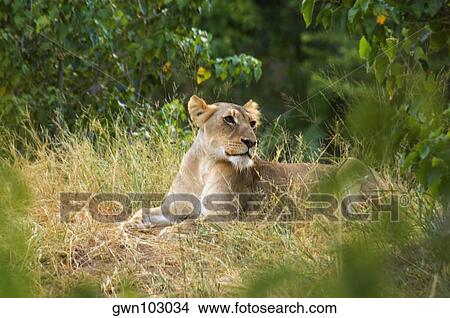 Lioness (Panthera leo) sitting in a forest, Makalali Private Game Reserve, Kruger National Park, Limpopo, South Africa View Large Photo Image Picture - Lioness (Panthera leo) sitting in a forest, Makalali Private Game Reserve, Kruger National Park, Limpopo, South Africa. Fotosearch