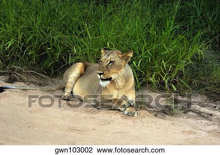 Lioness (Panthera leo) sitting in a forest, Motswari Game Reserve, Timbavati Private Game Reserve, Kruger National Park, Limpopo, South Africa View Large Photo Image Stock Image - Lioness (Panthera leo) sitting in a forest, Motswari Game Reserve, Timbavati Private Game Reserve, Kruger National Park, Limpopo, South Africa. Fotosearch