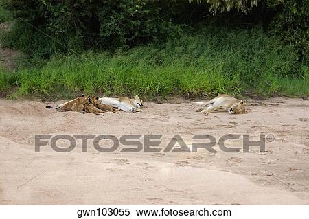 Lioness (Panthera leo) sleeping with its cubs in a forest, Motswari Game Reserve, Timbavati Private Game Reserve, Kruger National Park, Limpopo, South Africa View Large Photo Image Stock Photography - Lioness (Panthera leo) sleeping with its cubs in a forest, Motswari Game Reserve, Timbavati Private Game Reserve, Kruger National Park, Limpopo, South Africa. Fotosearch