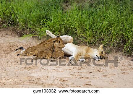 Lioness (Panthera leo) with suckling cubs in a forest, Motswari Game Reserve, Timbavati Private Game Reserve, Kruger National Park, Limpopo, South Africa View Large Photo Image Stock Image - Lioness (Panthera leo) with suckling cubs in a forest, Motswari Game Reserve, Timbavati Private Game Reserve, Kruger National Park, Limpopo, South Africa. Fotosearch