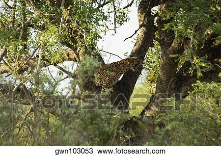 Side profile of a leopard (Panthera pardus) standing on a tree, Kruger National Park, South Africa View Large Photo Image Stock Image - Side profile of a leopard (Panthera pardus) standing on a tree, Kruger National Park, South Africa. Fotosearch