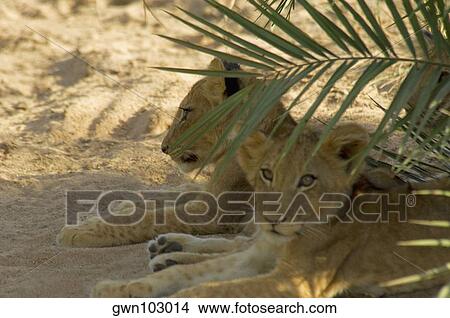 Three lion (Panthera leo) cubs sitting in a forest, Motswari Game Reserve, Timbavati Private Game Reserve, Kruger National Park, Limpopo, South Africa View Large Photo Image Picture - Three lion (Panthera leo) cubs sitting in a forest, Motswari Game Reserve, Timbavati Private Game Reserve, Kruger National Park, Limpopo, South Africa. Fotosearch
