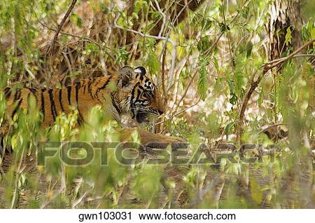 Tiger (Panthera tigris) cub hiding in a bush in a forest, Ranthambore National Park, Rajasthan, India View Large Photo Image Stock Image - Tiger (Panthera tigris) cub hiding in a bush in a forest, Ranthambore National Park, Rajasthan, India. Fotosearch