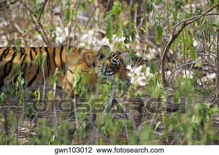 Tiger (Panthera tigris) cub in a forest, Ranthambore National Park, Rajasthan, India View Large Photo Image Stock Image - Tiger (Panthera tigris) cub in a forest, Ranthambore National Park, Rajasthan, India. Fotosearch