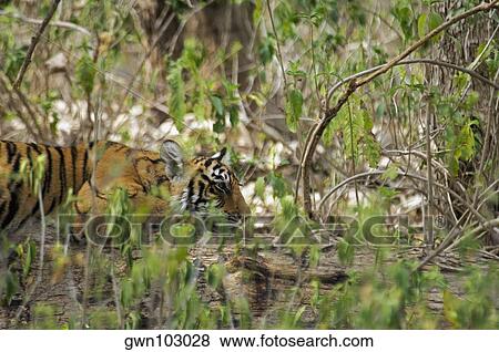 Tiger (Panthera tigris) cub resting in a forest, Ranthambore National Park, Rajasthan, India View Large Photo Image Stock Photo - Tiger (Panthera tigris) cub resting in a forest, Ranthambore National Park, Rajasthan, India. Fotosearch