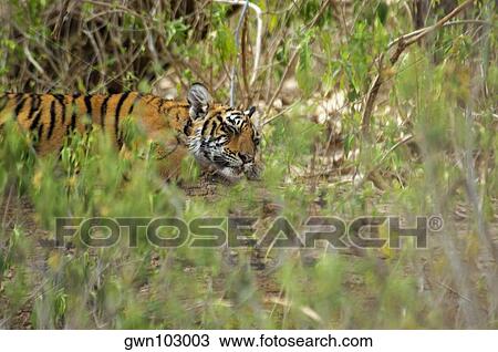 Tiger (Panthera tigris) cub sleeping in a forest, Ranthambore National Park, Rajasthan, India View Large Photo Image Stock Image - Tiger (Panthera tigris) cub sleeping in a forest, Ranthambore National Park, Rajasthan, India. Fotosearch