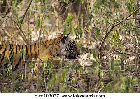Tiger (Panthera tigris) cub sleeping in a forest, Ranthambore National Park, Rajasthan, India View Large Photo Image Stock Photo - Tiger (Panthera tigris) cub sleeping in a forest, Ranthambore National Park, Rajasthan, India. Fotosearch