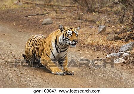 Stock Photo - Tigress (Panthera tigris) crouching on the dirt road, Ranthambore National Park, Rajasthan, India. Fotosearch