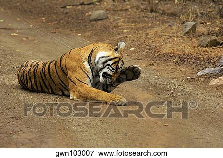Tigress (Panthera tigris) lying on the dirt road and rubbing her eyes, Ranthambore National Park, Rajasthan, India View Large Photo Image Stock Photo - Tigress (Panthera tigris) lying on the dirt road and rubbing her eyes, Ranthambore National Park, Rajasthan, India. Fotosearch