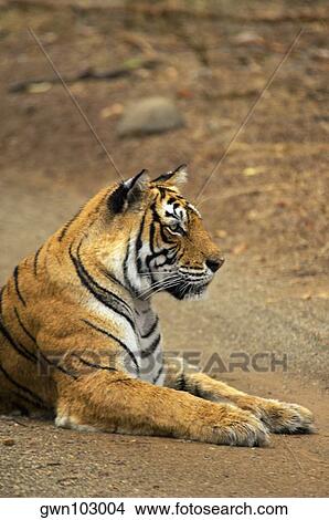 Tigress (Panthera tigris) sitting on the dirt road, Ranthambore National Park, Rajasthan, India View Large Photo Image Picture - Tigress (Panthera tigris) sitting on the dirt road, Ranthambore National Park, Rajasthan, India. Fotosearch
